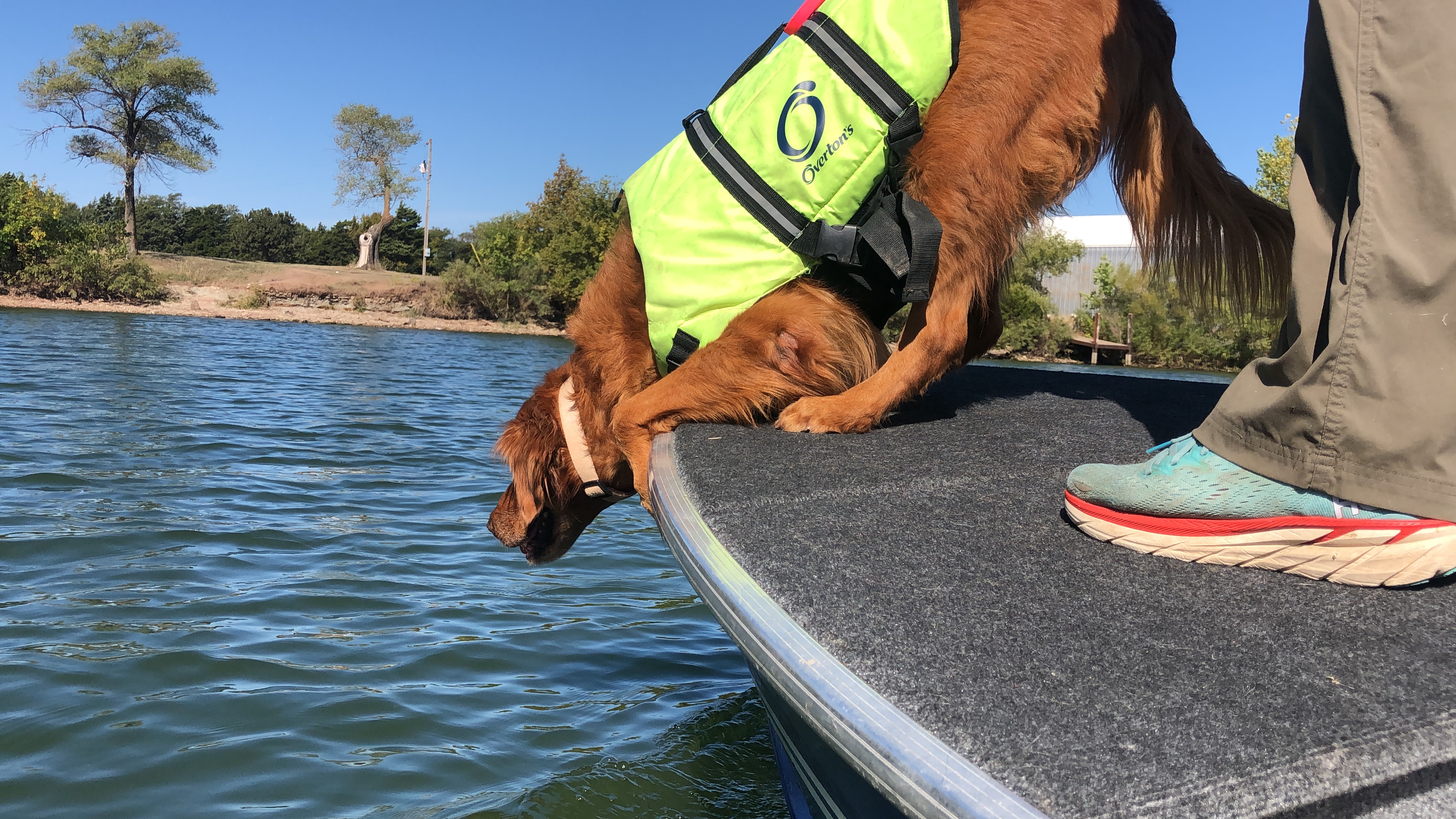 K9 search dog on a boat during scent training on the water