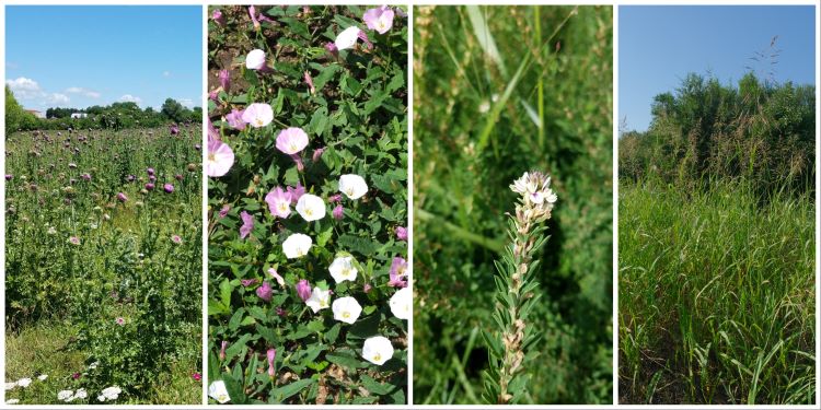 Various Noxious Weeds