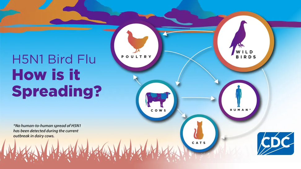 How Bird Flu Spreads