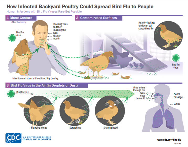Trasmission of bird flu from wild birds to other animals, and then to humans.