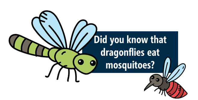 Dragon Fly and Mosquito