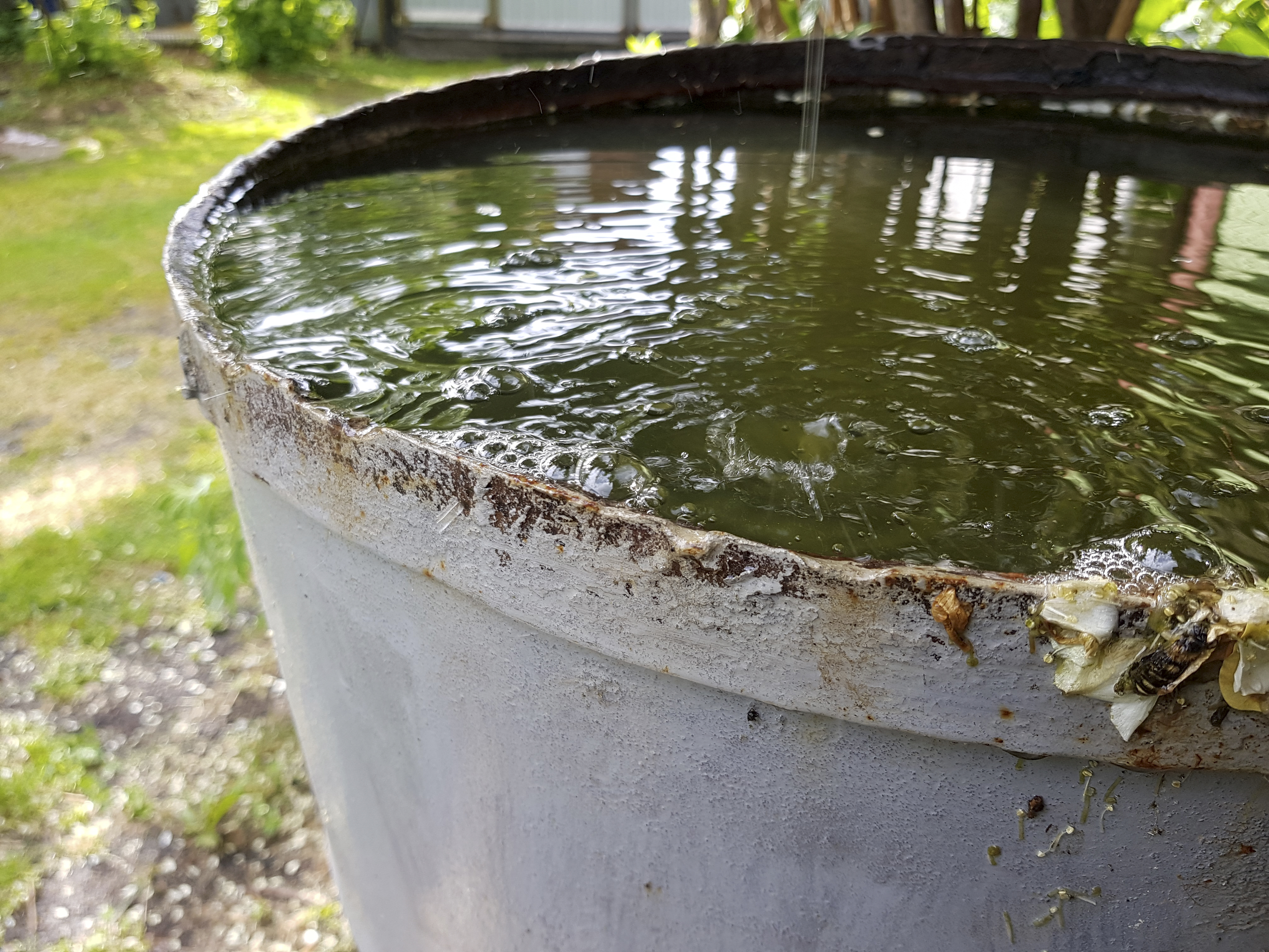 Bucket of stagnant water