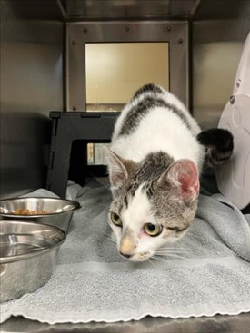 Grey and Black Tabby with White Domestic Short Hair Cat