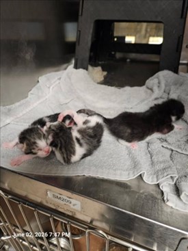 Three Newborn Kittens Two Brown Tabby with White and One Black and White