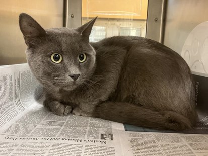 Blue Grey Domestic Short Hair Cat Unknown Gender