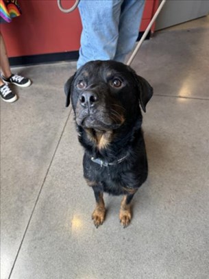 Black and Tan Male Rottweiler Type Dog