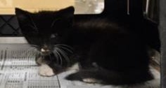 Black and White Domestic Shorthaired Kitten