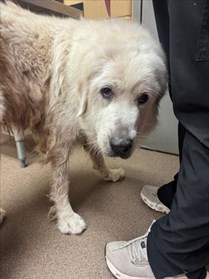 Large White Great Pyrenees Type Dog Female