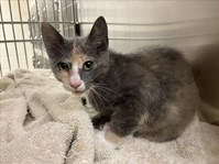 Dilute Calico Female short haired Kitten twelve to sixteen weeks of age