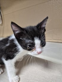 Black and White Domestic Short Hair Kitten of Unknown Gender