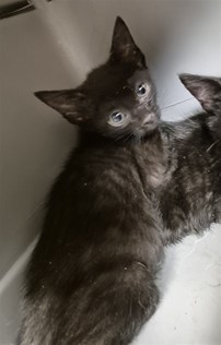 Black Domestic Short Hair Male Kitten