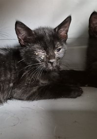 Black Domestic Short Hair Male Kitten