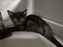 Black Domestic Short Hair Male Kitten