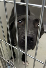 Black and White Neutered Male Great Dane Labrador Type Mixed Breed Dog