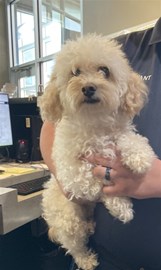 Curly Coat Maltese Poodle small breed dog