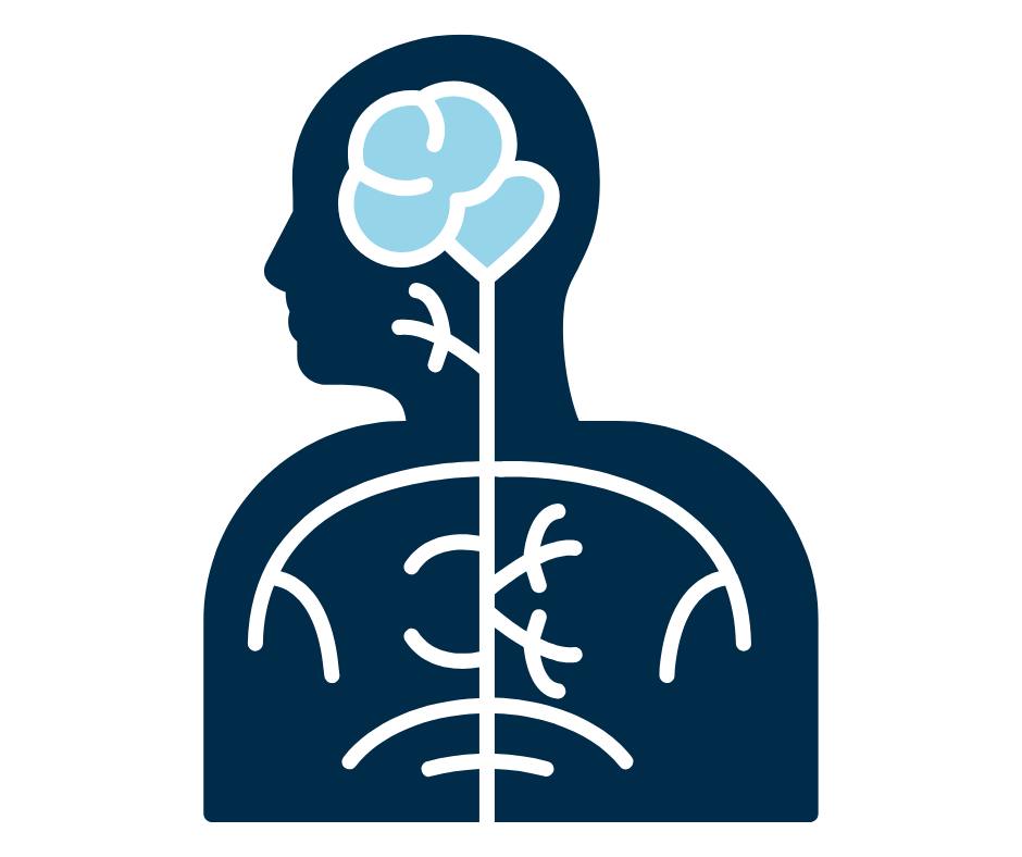 Illustration of a brain and nervous system icon